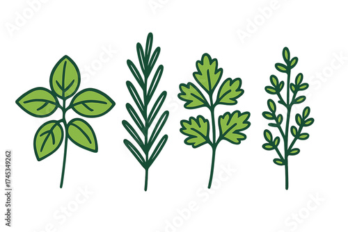 Collection of fresh green culinary herbs and spices including basil rosemary and parsley
