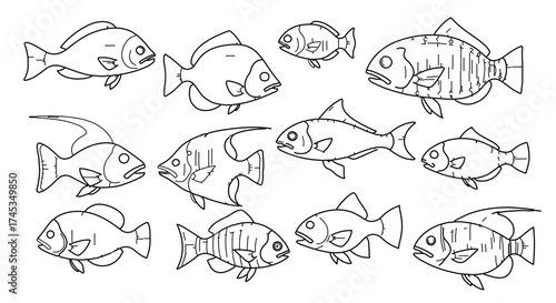 Collection of various fish species outline vector illustration