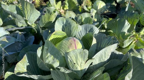 Cabbage plants growing in rows