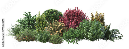 Shrubs and flower on a transparent
