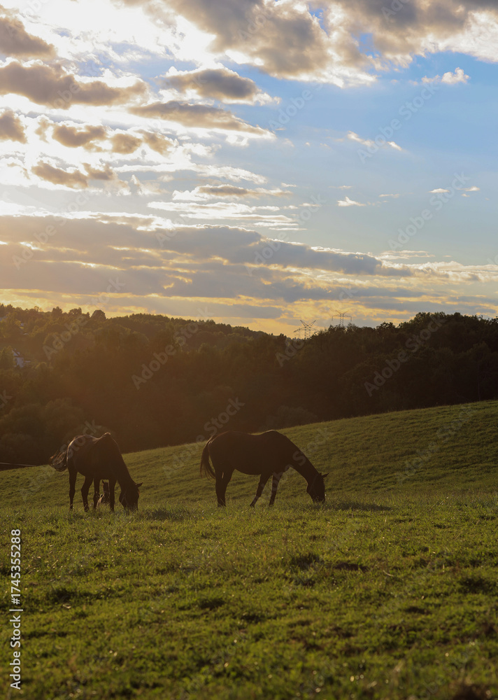 Obraz premium Silhouetted horses grazing on a green hill during golden hour
