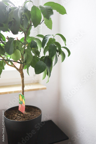 citrus lemon near the windowsill