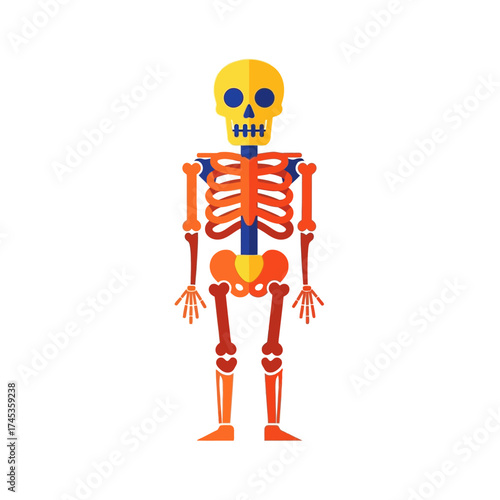 Colorful Human Skeleton Illustration for Educational or Halloween Themes.