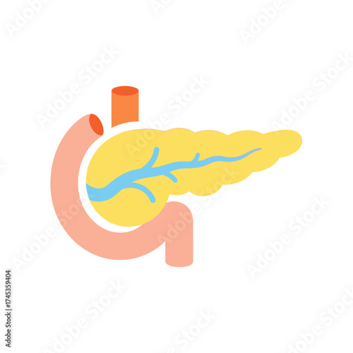 Illustration of the Human Pancreas and Digestive System.