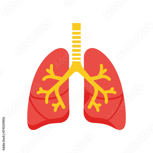 Illustration of Human Lungs and Respiratory System Anatomy.