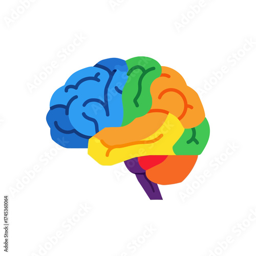Colorful illustration of the human brain divided into distinct lobes.