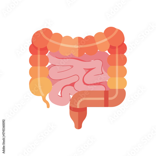 Human digestive system illustration showing the large and small intestines.