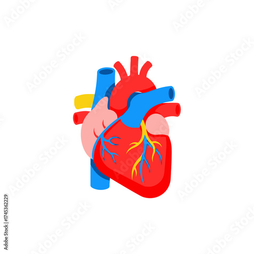 Human heart illustration depicting anatomical structure and circulatory system.