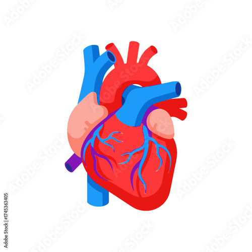 Human Heart Anatomy Illustration with Arteries and Veins.