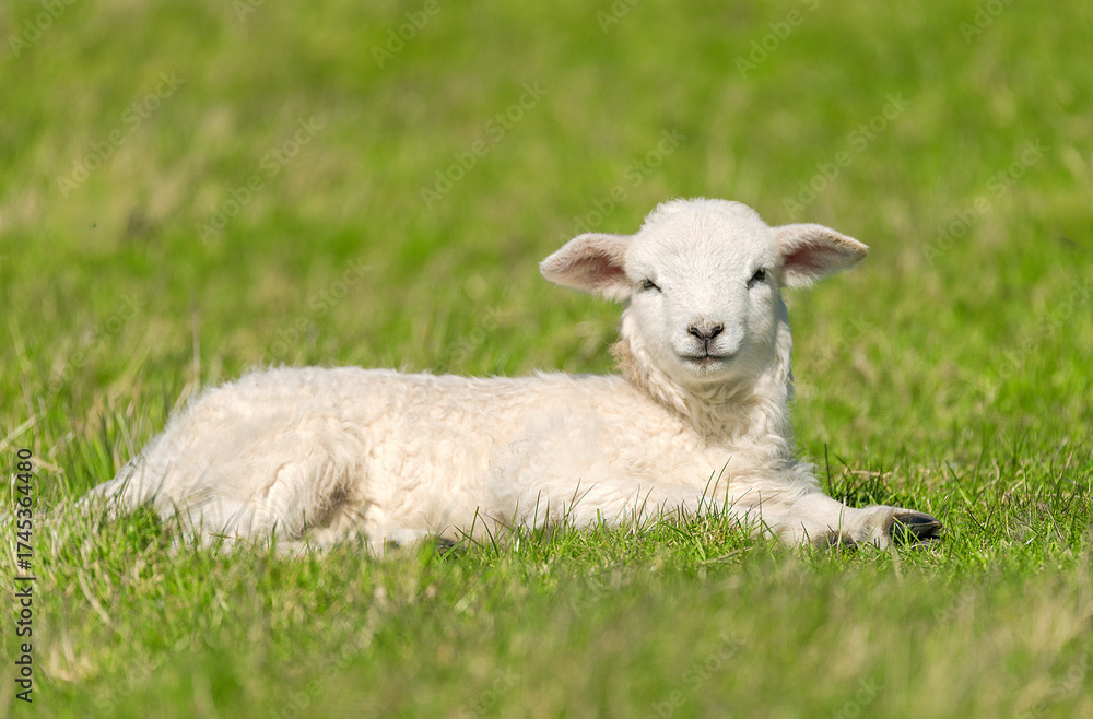 Fototapeta premium Easter lamb lying in the grass – 1232