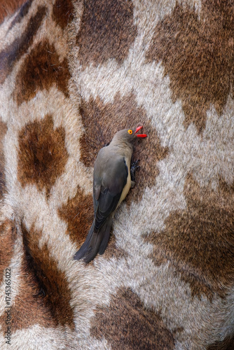 Canvas Print oxpecker on giraffe skin