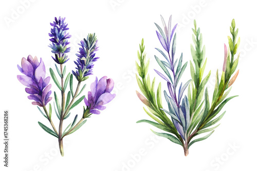 Hand-Painted Watercolor Lavender and Rosemary Branch vector illustration