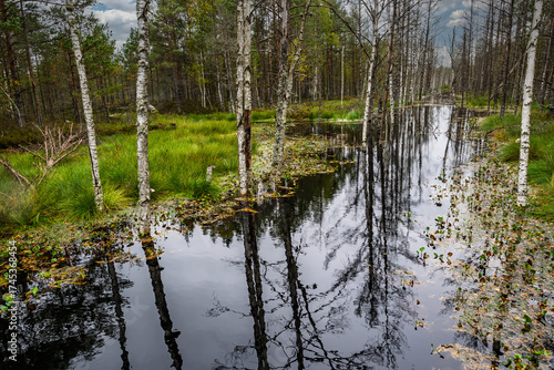 Eine typische herbstliche Moorlandschaft in Estland; Birken spiegeln sic in  einem tiefdunklen Gewässer, 