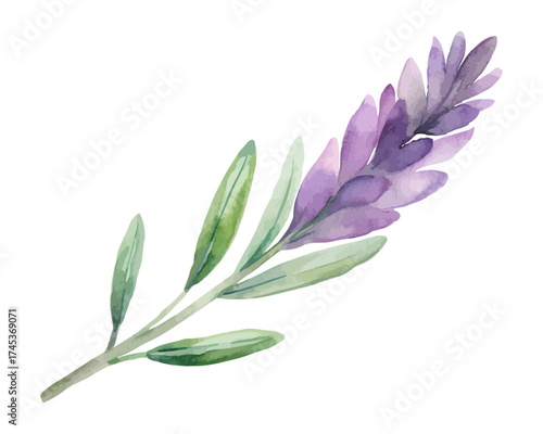 Hand-Painted Watercolor Lavender and Rosemary Branch isolated on white background