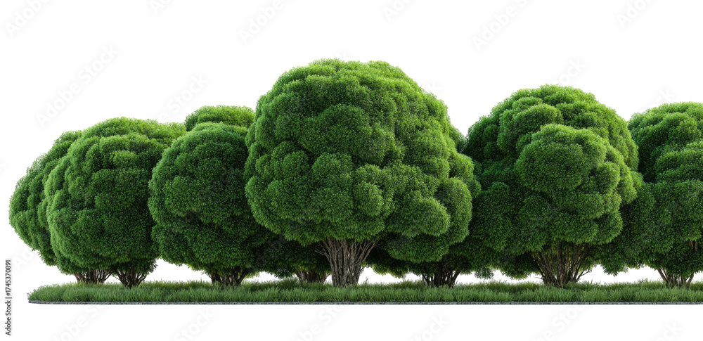 Fototapeta premium Lush green trees in a row on a grassy plain