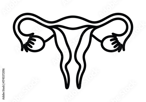 Female reproductive system uterus medical outline vector