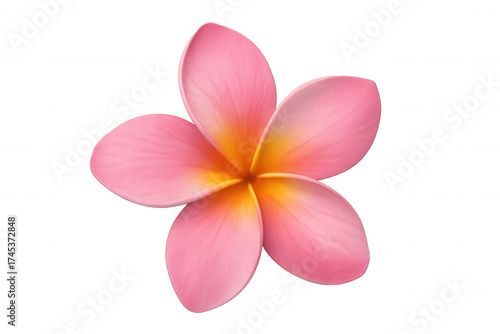 Pink and yellow plumeria flower blooming, tropical frangipani blossom, summer exotic plant on transparent background