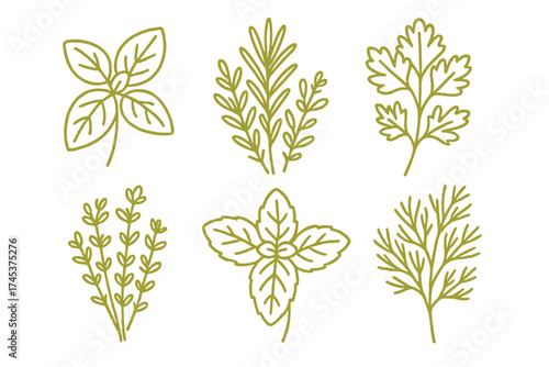 Six popular fresh culinary herbs and spices collection in simple outline drawing style