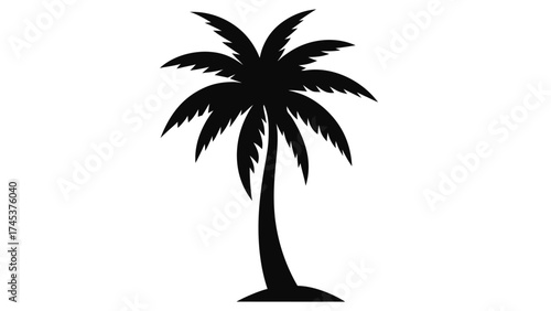 Silhouette of a Tropical Palm Tree Isolated on a White Background