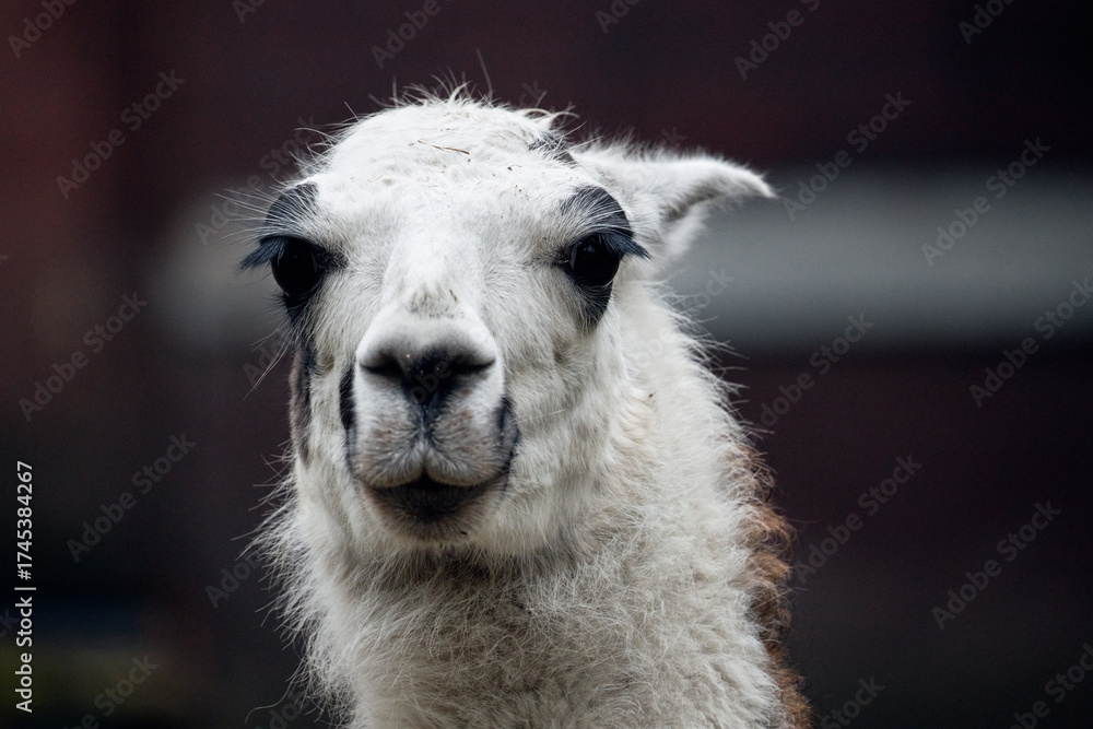 Obraz premium close up of a white alpaca