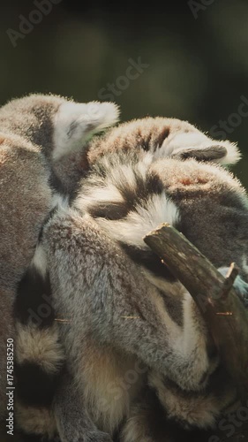 Three Lemurs Cuddling on Branch in Nature
