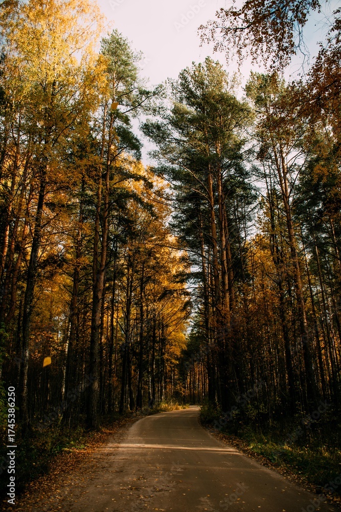 Obraz premium Autumn forest landscape. Yellow, autumn leaves on the trees