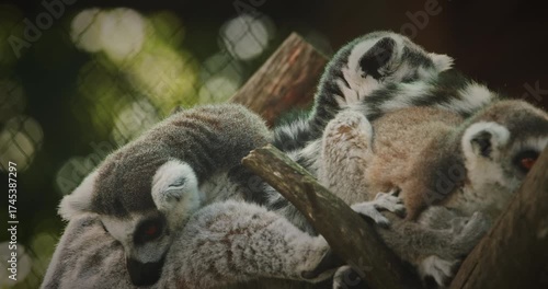 Group of Lemurs Embracing in Natural Scene