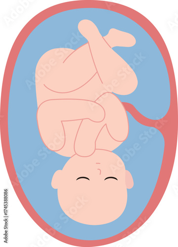Fetus in Late Pregnancy Illustration