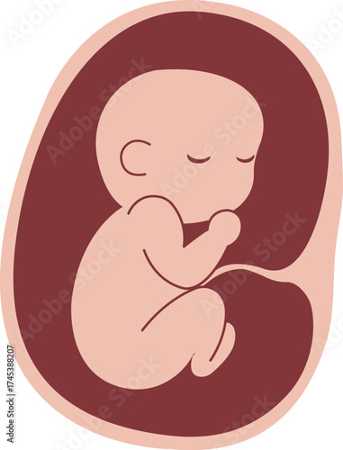 Sleeping Fetus in Womb Illustration