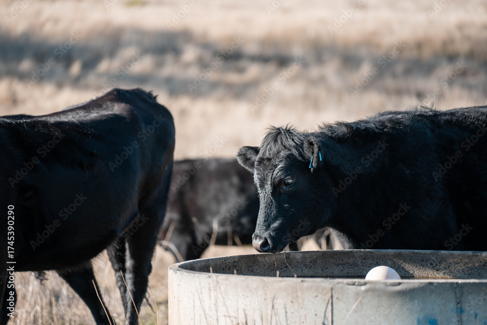 Fototapeta premium angus calm cow drinking water out of a round trough. livestock water trough in a field on a cattle farm in Australia in summer