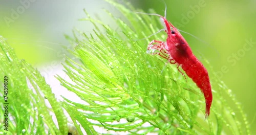 An aquarium shrimp Neocaridina Davidi Heteropoda, red chitinous shell on a green plant of Ceratophyllum. The shrimp eats algae, the currents sway its whiskers and plant. Freshwater tank aquatic macro