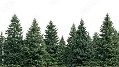 Row of evergreen trees against a dark background
