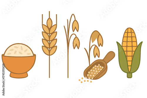 Collection of essential cereal grains wheat, rice, oats, and corn on white background