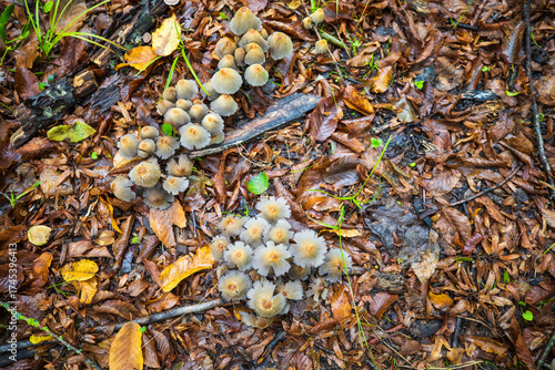 Small beautiful mushrooms in the forest after the rain