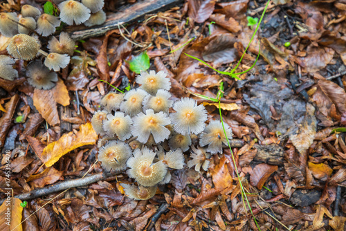 Small beautiful mushrooms in the forest after the rain