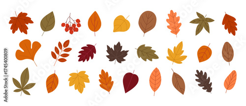 Autumn seasonal leaves big set isolated on white background. Fall maple, oak, chestnut leaves, berries, acorn, forest foliage. Botanical elements for banners, social media, marketing, packaging etc