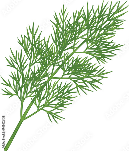 Fresh green dill sprig on white background herb spice