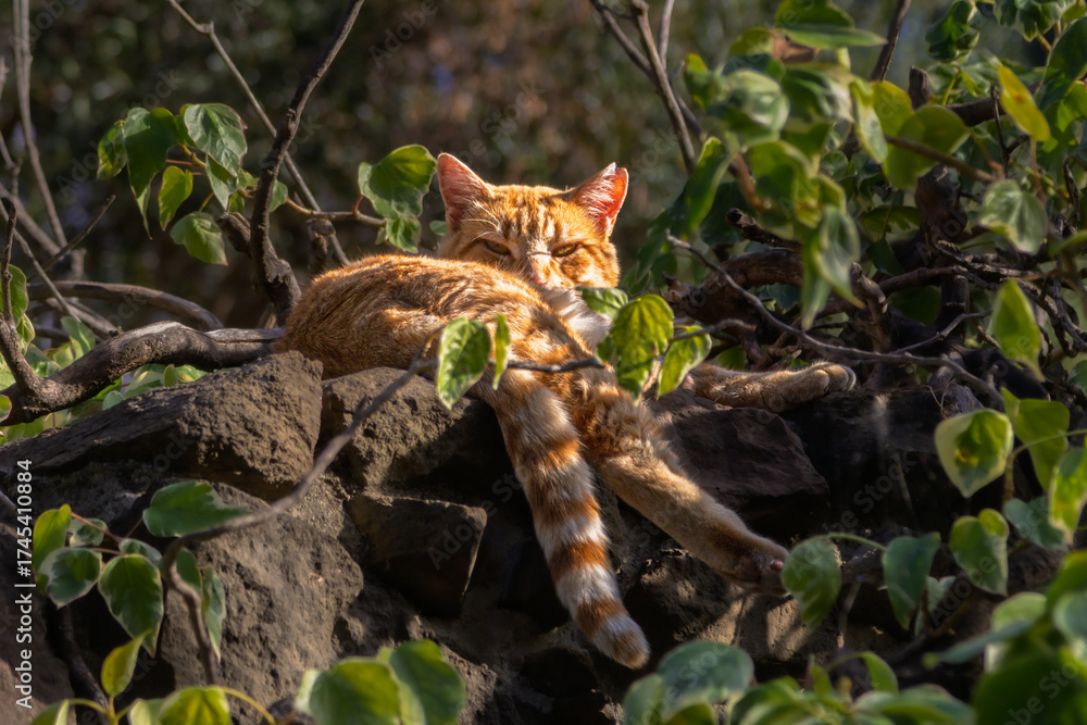 Obraz premium ginger cat napping on a wall