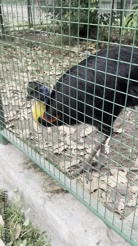 cassowary bird with shaggy black feathers and a striking blue and red neck standing calmly in Yogyakarta zoo enclosure,
