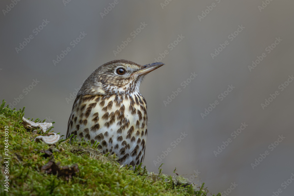 Fototapeta premium Song Thrush (Turdus philomelos) Portrait on Mossy Log Against a Clean Background with Copy Space
