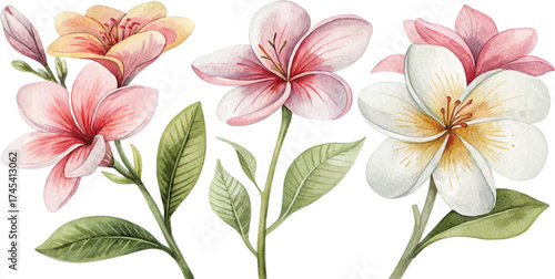 Watercolor Plumeria Flowers