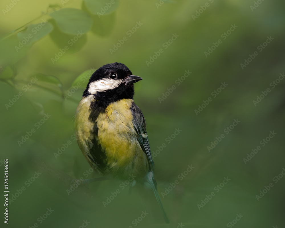Fototapeta premium Great Tit (Parus major) Wild Bird Portrait in Lush Green Foliage with Soft Bokeh and Negative Copy Space