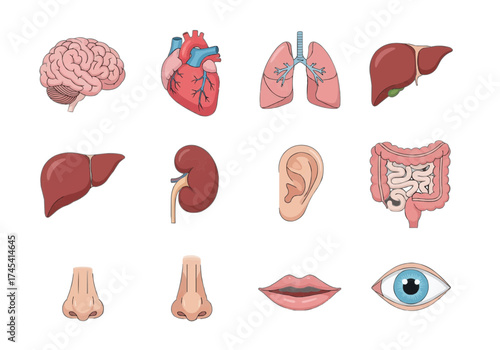 Human Body Parts A Comprehensive Anatomical Illustration
