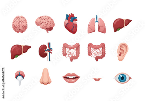 Human anatomy icons showcasing internal organs and body parts for medical and educational purposes