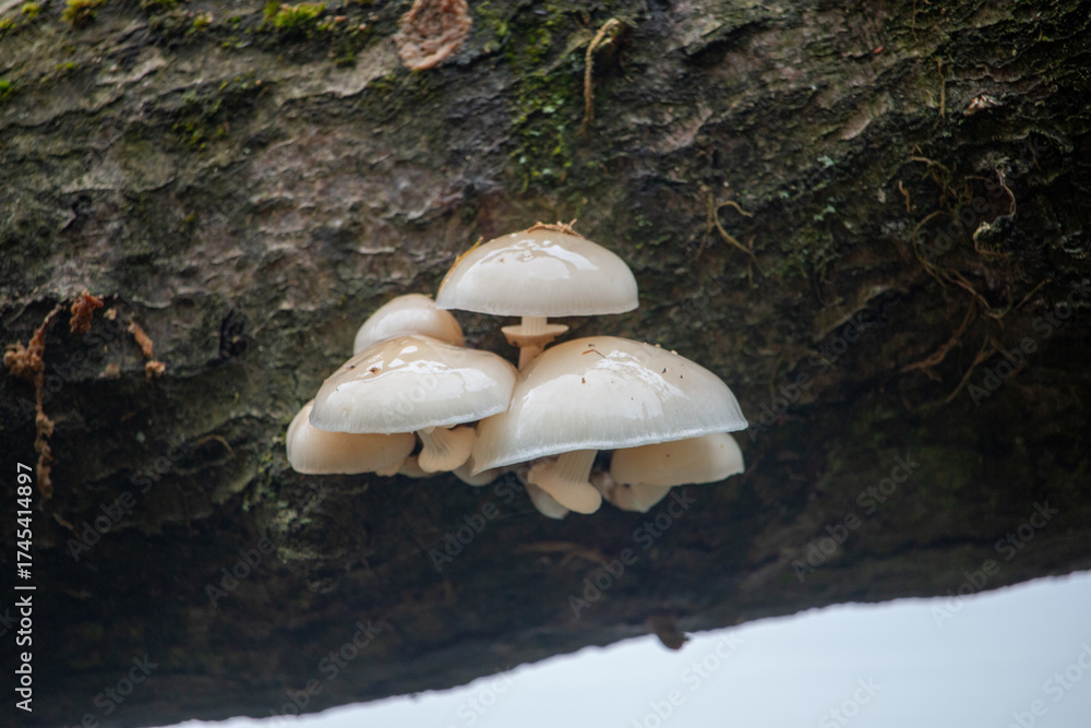 Fototapeta premium A cluster of white, wet mushrooms with glossy caps grows on the dark, mossy bark of a tree branch, set against a soft, blurred background.