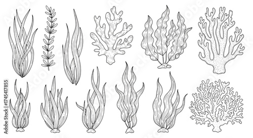A collection of diverse aquatic plants and marine flora in detailed black and white illustrations.