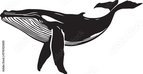Black and white vector illustration of stylized humpback whale in profile with textured pleats and flippers