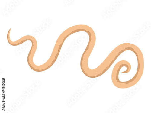 Roundworm Parasite Illustration
