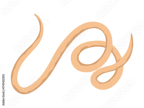 Worm Roundworm Illustration
