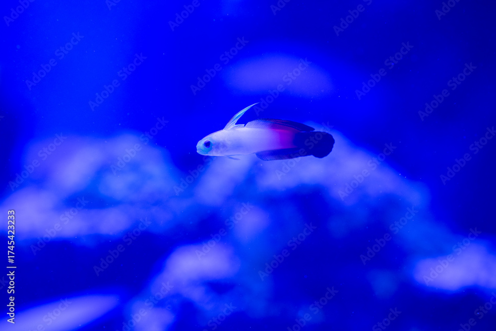 Fototapeta premium Fish in aquarium